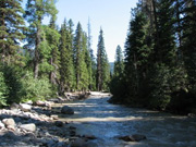 Mount Hood Forest